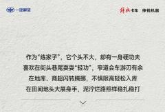 功夫轻卡虎VR